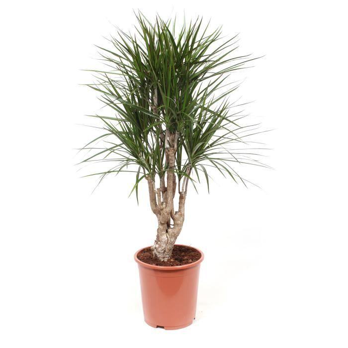 glcksfeder verkleinern Glcksfeder - Zamioculcas zamiifolia